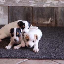 Jack Russell Terrier puppies from Blue Skies Terriers