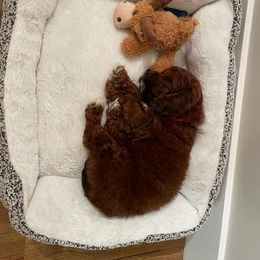 Cavapoo Puppies from SunnySide Mini Doodles