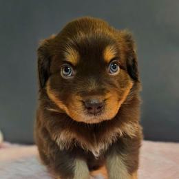 Martha - Red tri female Miniature Australian Shepherd puppy in Owensboro, Kentucky from JnT's Bluegrass Mini Aussies