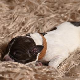 Chase-Brown Collar - Brown and gray male Wirehaired Pointing Griffon puppy in Menan, Idaho from Star•CH Wirehaired Pointing Griffons
