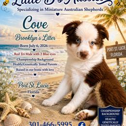 Cove - Red tri male Miniature Australian Shepherd puppy in Port Saint Lucie, Florida from Charlene Brannon's Mini Australian Shepherds