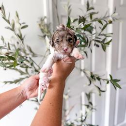Sunny - Merle female Goldendoodle puppy in Greencastle, Indiana from Willow & Co.