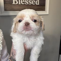 Shih Tzu Puppies from Butterfly Shih Tzu Pups