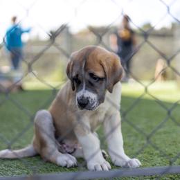Anatolian Shepherd Dog Puppies from Fiddler’s Dream Anatolians