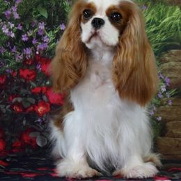 Cavalier King Charles Spaniel Puppies from Castlemar Cavaliers