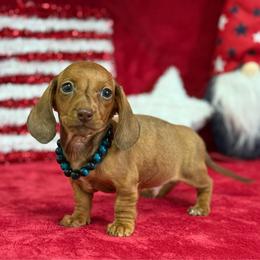 Lawson - Brindle male Dachshund puppy in Lincoln, Arkansas from Red Dirt Dachshunds