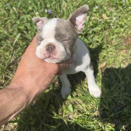 Bella Rose (Lilac female) - Black and white Boston Terrier puppy in Belleville, Illinois from Belleville Bostons