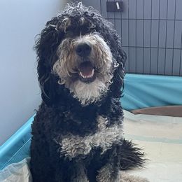 Evie - Bernedoodle