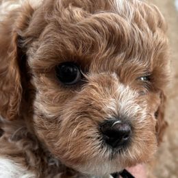 Assorted Doodle Crosses, Bernedoodle, and Cavachon Puppies from PitterPatterPuppiesNJ