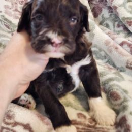 Darling - Brown and white female Portuguese Water Dog puppy in Narvon, Pennsylvania from Prized Family Porties