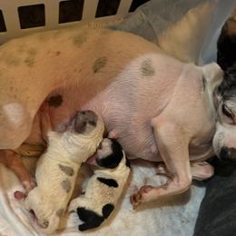 Chihuahua Puppies from Foxy's Legacy Chihuahuas