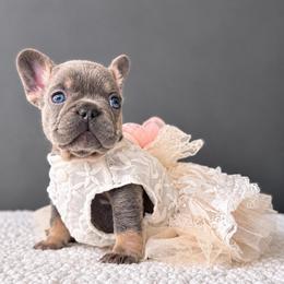 Jazzy - Tricolors female French Bulldog puppy in Porter, Texas from Whatabulldog