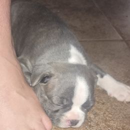 Boston Terrier Puppies from Aronow pups