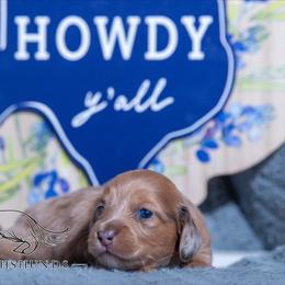 Strudel - Dapple female Dachshund puppy in Copperas Cove, Texas from Isalyn Dachshunds
