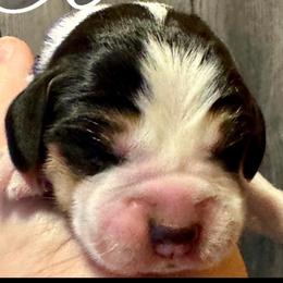 Purple Boy - Black white and tan male Beagle puppy in Viper, Kentucky from Mountain Top