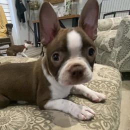 (Rev) Paul Revere born in our 250th yr - Red male Boston Terrier puppy in Murrells Inlet, South Carolina from Inlet Boston Terriers
