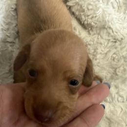 DO NOT FILL OUT APPLICATION UNLESS SERIOUS - Cream female Dachshund puppy in Wisconsin from Sabe and Shabe’s Doxies