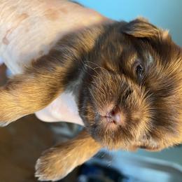 Shih Tzu Puppies from Seaside Shih Tzu Cottage