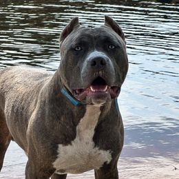 Kodak - American Bully