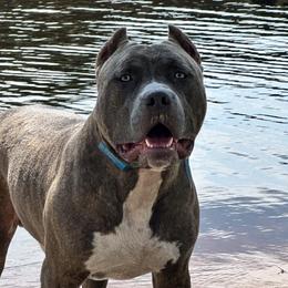 Kodak - American Bully