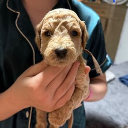 Brown Collar - Apricot male Goldendoodle puppy in Winchester, Tennessee from Mahaffey’s Doodles