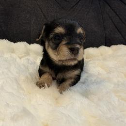 Omelette - Black and tan female Yorkipoo puppy in San Antonio, Texas from Sweet as dessert puppies