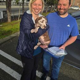 Great Dane Puppies from Phoenix Family Danes