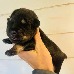 Black and silver - Black and silver male Miniature Schnauzer puppy in Malvern, Arkansas from Deep South Miniature Schnauzers
