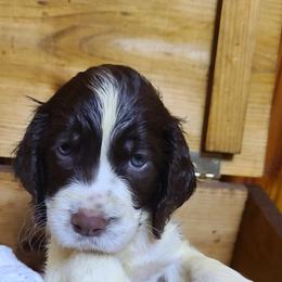English Springer Spaniel Puppies from J&R Springers
