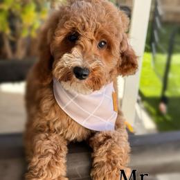 Mr. Padre - Red  male Goldendoodle puppy in Sacramento, California from Dandy Doodles Goldendoodles