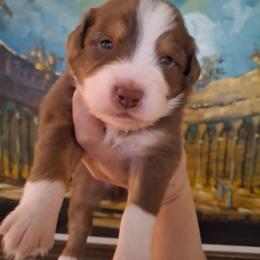 Declan - Red tri male Miniature Australian Shepherd puppy in Copperas Cove, Texas from Aussies Acre