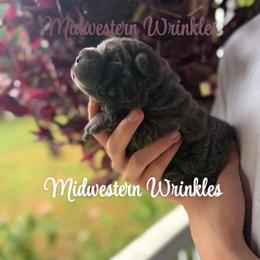 Aspen - Blue dilute male Chinese Shar-Pei puppy in Auburn, Kansas from Justin's Chinese Shar-Pei