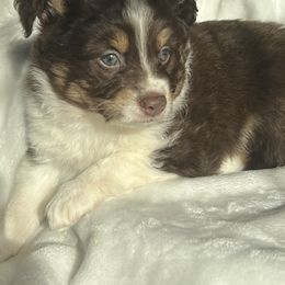 Miniature Australian Shepherd Puppies from Amberwood DD Aussies