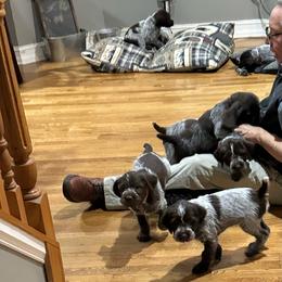 Wirehaired Pointing Griffons from Three Beard Kennels