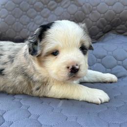 Mario - Blue merle male Miniature Australian Shepherd puppy in Lebanon, Oregon from Two Pines Mini Aussies