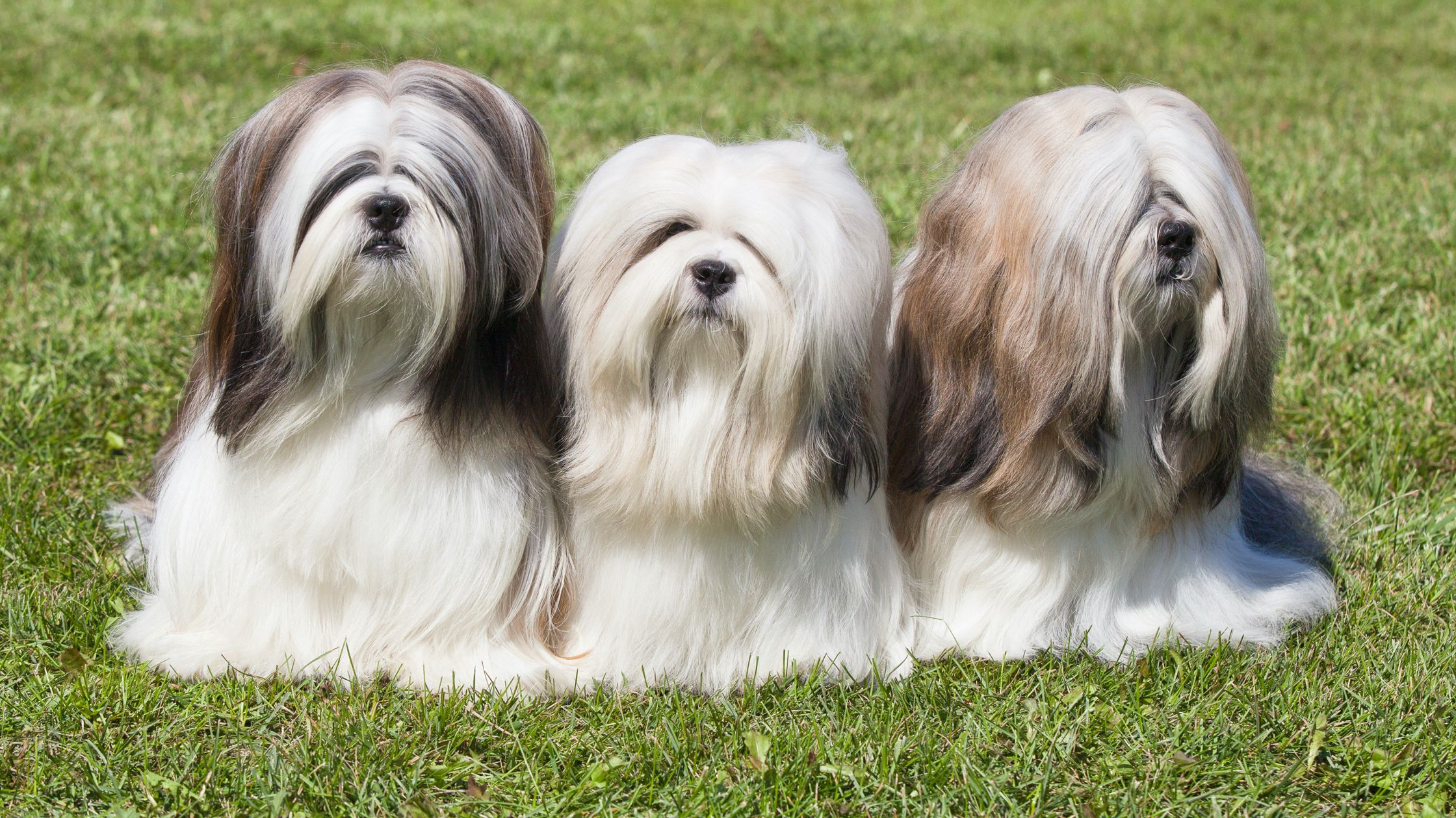 Giant sales lhasa apso