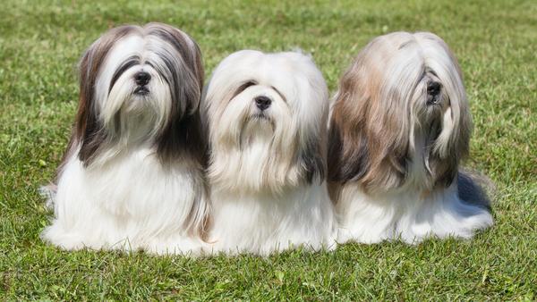 Find Lhasa Apso puppies for sale