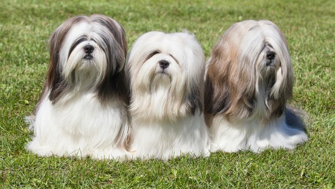 Lhasa Apso