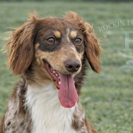Dachshunds from Rockin F6 Dachshunds