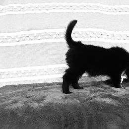 Australian Shepherd and Miniature Australian Shepherd Puppies from Integrity Aussies Tx