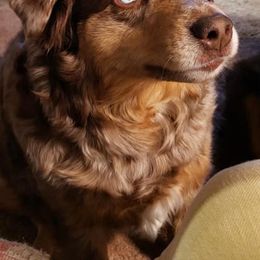 Miniature American Shepherds from Jolley Aussies