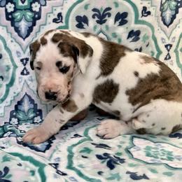 Great Dane puppies from North Cedar Danes