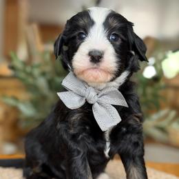 Edison - Tri-color male Bernedoodle puppy in Yuciapa, California from AlltheDoodlez_