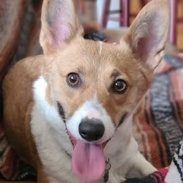 Bailey - Pembroke Welsh Corgi