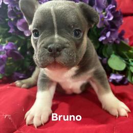 Bruno - Tricolors male French Bulldog puppy in Cabool, Missouri from Shannon French Bulldogs