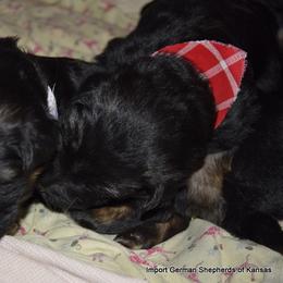 German Shepherd Puppies from Import German Shepherds of Kansas