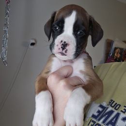 Gemma - Fawn female Boxer puppy in Piedmont, South Carolina from SmashBox Kennel