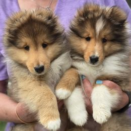 Shetland Sheepdog Puppies from Trio Shelties