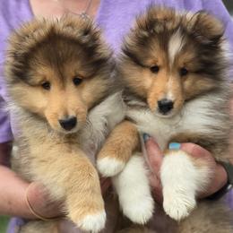 Shetland Sheepdog Puppies from Trio Shelties
