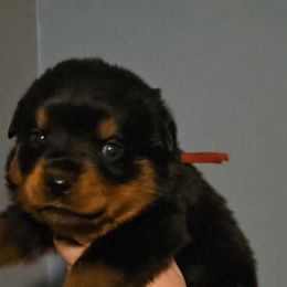 Red Collar Boy 2 - Black and mahogany male Rottweiler puppy in Shepherdsville, Kentucky from Rottie Squad Kennel